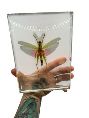 Vintage Real Chondracris Rosea Large Pink Grasshopper in Clear Lucite Resin 7”
